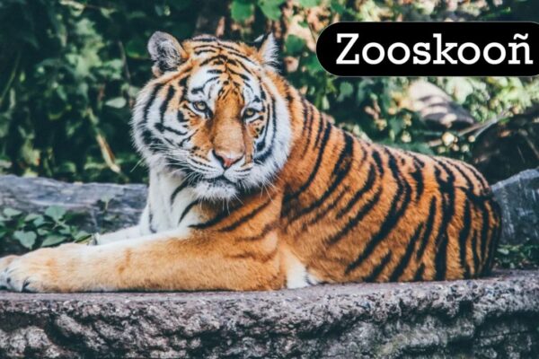 Zooskooñ